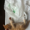 猫日記・ひと月経過