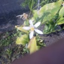 レモンの花