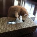 猫日記・悪魔の仔猫期のはじまり