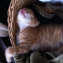 猫日記・悪魔の仔猫期のはじまり