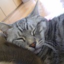 金曜〓猫と電話と〓