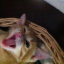 猫日記