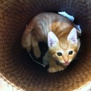 猫日記