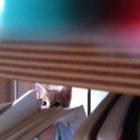 猫日記・やんちゃ編