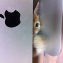 猫日記・やんちゃ編
