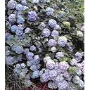 紫陽花