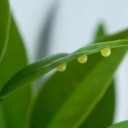 オカアサン、年に一度の贅沢をする　“貧乏性の貧乏性的買い物すべて”　の巻
