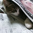 ネコちゃんず617日目