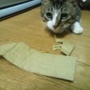 ネコちゃんず620日目