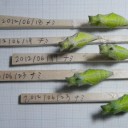 オカアサン、準備中　“オカアサンのオカアサンによる空吉のための夏休みの自由研究と言ふもの”　の巻