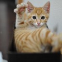 猫日記・初めての注射