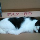 ポスター在中