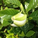 くちなしの花