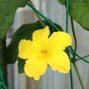 くちなしの花
