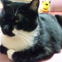 ネコちゃんず626日目