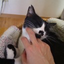 土曜〓猫とご飯と〓