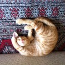 猫日記・お腹こわした