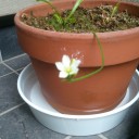 マスキッパに花が咲いた