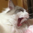 はわわ～