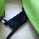 ネコちゃんず638日目