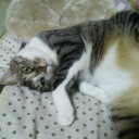 ネコちゃんず639日目