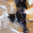 空飛び猫、(^_^;)