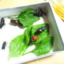 今日は晴れたから