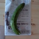 新聞サイズ。