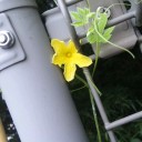 ゴーヤに花が咲いた