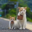にゃらん・・・