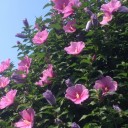 酔芙蓉