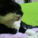 ネコちゃんず651日目(7/23)