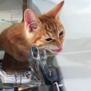 猫日記・困ったもんだよ