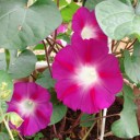 2012年7月24日（火）