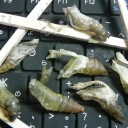 馬鹿＋馬鹿＝俺たち愉快な糞馬鹿家族　“ソラ吉、一時帰宅”　の巻