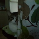 ネコちゃんず661日目(8/2)