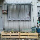 緑のカーテン
