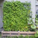 緑のカーテン