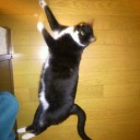 ネコちゃんず673日目