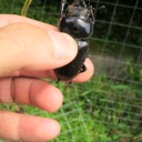 サボリ気味の日記
