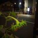 ねっくはんぎんぐふらわー