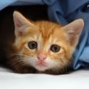 ねこねこ・・・・