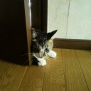 ネコちゃんず678日目