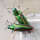 ソラ吉、帰ル　“待ち遠しかったうんざり”　の巻