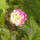 月曜〓洗濯と散歩と〓