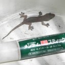旅立つちびとちびとちび　“ちびっちはもうちびじゃないけど”　の巻