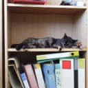 今日は家から一歩も出ない日。