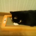 ネコちゃんず683日目