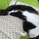 ネコちゃんず685日目
