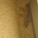 トムリン家の守り神